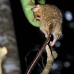 monkey_tarsier_eastern_tangkoko_v_0072_sul1245.jpg
